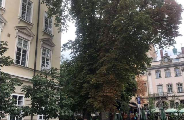Фото ЛМР